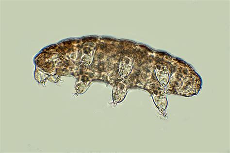 10 Facts About Tardigrades
