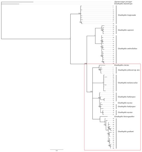 A New Species of the Eel Genus Gnathophis (Congridae, Anguilliformes ...