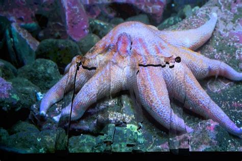 Joan Jonas’ Long-Overdue Homecoming at MoMA | Ocula