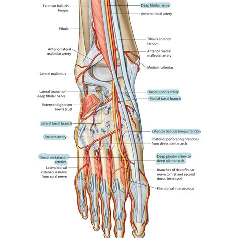 Dorsalis pedis artery