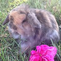 Image result for Adorable Holland Lop Bunnies