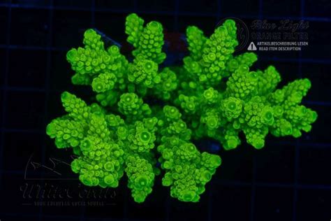 SPS Acropora Korallen online kaufen | Whitecorals