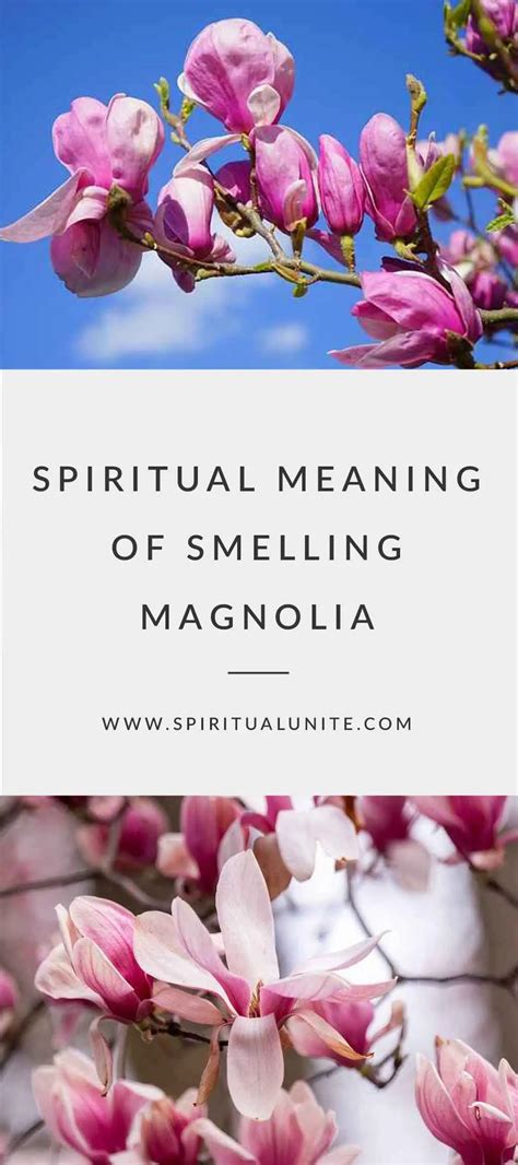 Spiritual Meaning of Smelling Magnolia: Blossoming Spiritual Wisdom