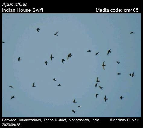 Apus affinis (J.E. Gray, 1830) - Indian House Swift | Birds