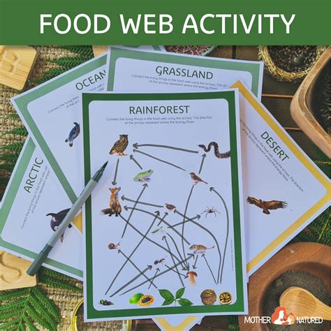 Grassland Food Web For Kids