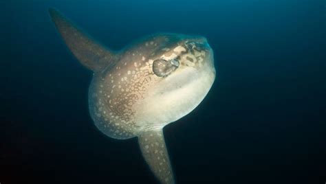 People call 911 about giant sunfish in Massachusetts, officials ask ...