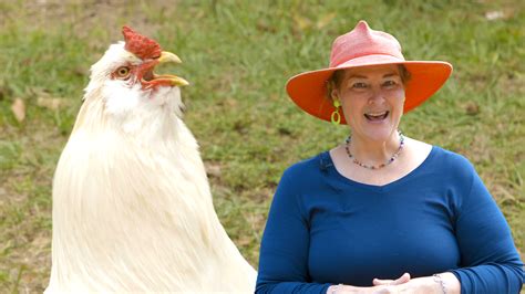 Chickens – Becky's Homestead