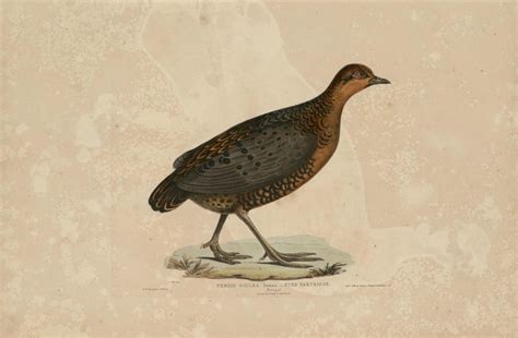 Illustrations of Indian Zoology (1830 - 1835) - Part 3 - Old Indian Arts