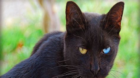 Cat Vastu Tips: Cat Vastu Tips: যাত্ৰাপথত ক’লা মেকুৰীয়ে ৰাস্তা কাটি ...