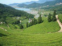Boseong Green Tea Field Daehan Dawon (Boseong-gun) - 2022 What to Know ...