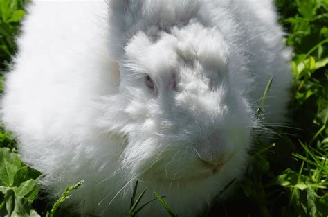 Image result for giant angora rabbit