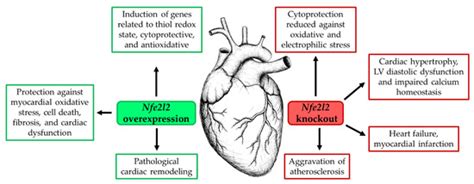 The Role of NRF2 in Obesity-Associated Cardiovascular Risk Factors