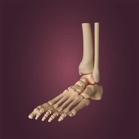 Skeletal Foot 3D model | CGTrader