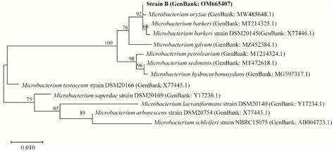 Observation of the Antimicrobial Activities of Two Actinomycetes in the ...