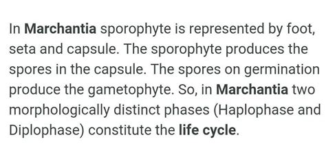 life cycle of marchantia - Brainly.in