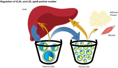 Physiological Bases for the Superiority of Apolipoprotein B Over Low ...