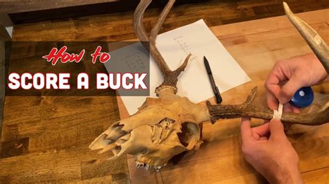How to Score a Buck | Boone and Crockett Whitetail Scoring System ...