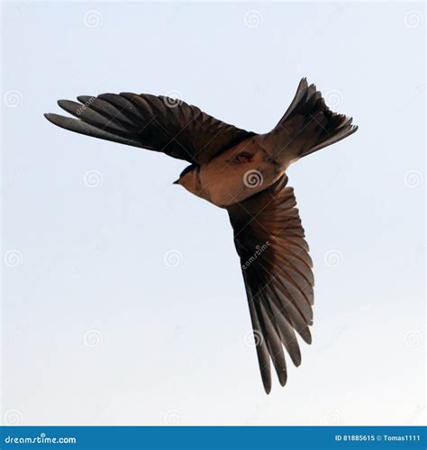 Bird, swallow on flying stock image. Image of white, birds - 81885615