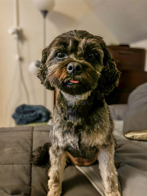 Image result for Dog Separation Anxiety Problem