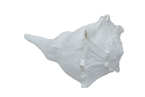 Giri - Blowing Shankh | Right Hand Shankh | Sangu