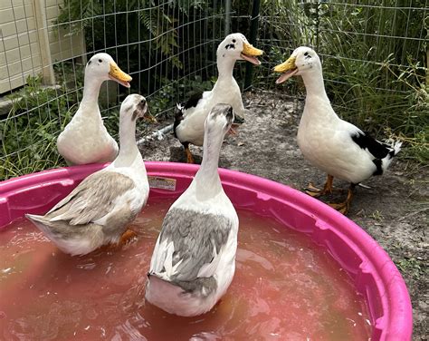 10 Ancona Duck Hatching Eggs – Starwater Farm