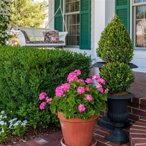 Evergreen Plants For Containers Pretty Potted Plants And Flowers Perk