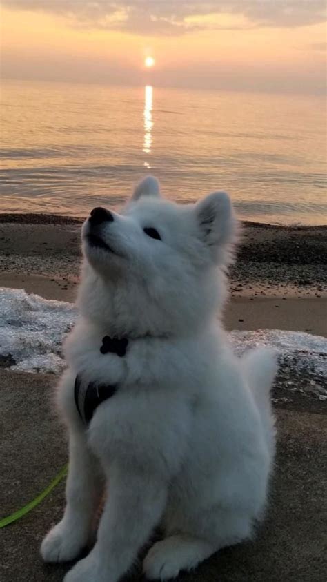 Pomsky 12 surprising facts about pomeranian husky mix – Artofit