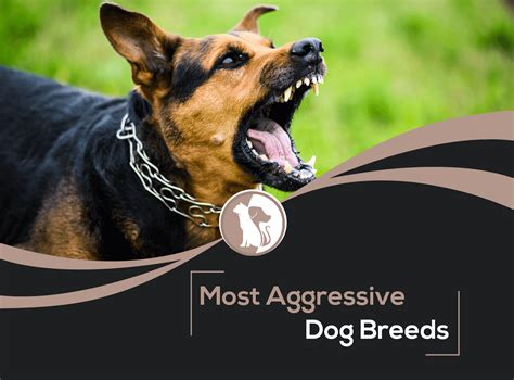 Most Aggressive Dog Breeds [With Pictures]