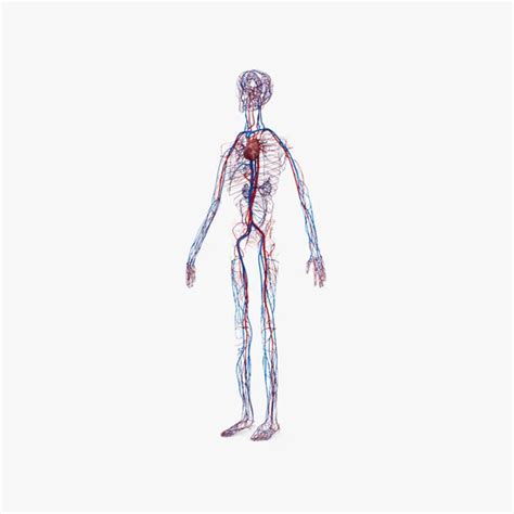 Circulatory system 3D Models Download - 3DModels.org