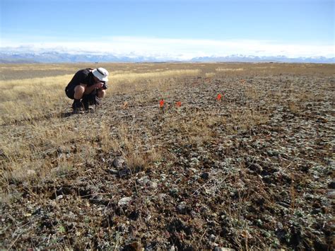 Threats to New Zealand’s dryland ecosystems | NZES - ecosystem of new zealand