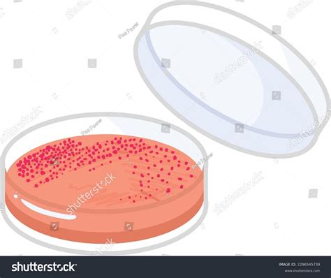 Agar Plate Clip Art