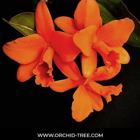 New Arrivals! – Orchid-Tree