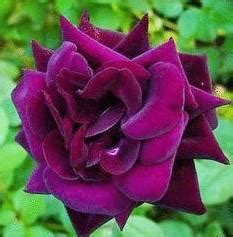 世界上“最稀有”的玫瑰：朱丽叶上榜，最后一种象征着权威！