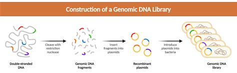 DNA Library Process 的图像结果