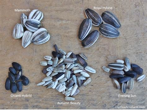 Sunflower Seeds Per Flower at Tricia Murdock blog
