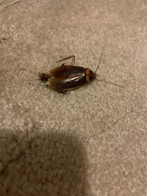 German Cockroach Baby