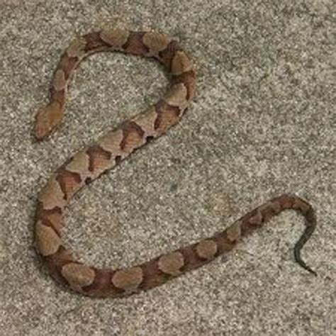 Copperhead Snake