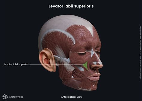 Levator labii superioris (anterolateral view) | Anatomy.app