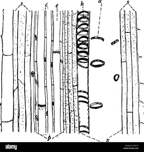 Xylem vessel Black and White Stock Photos & Images - Alamy