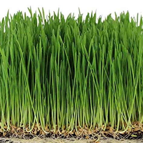 Buy Microgreen Seeds Online India | Microgreen Herb Seeds For Home ...