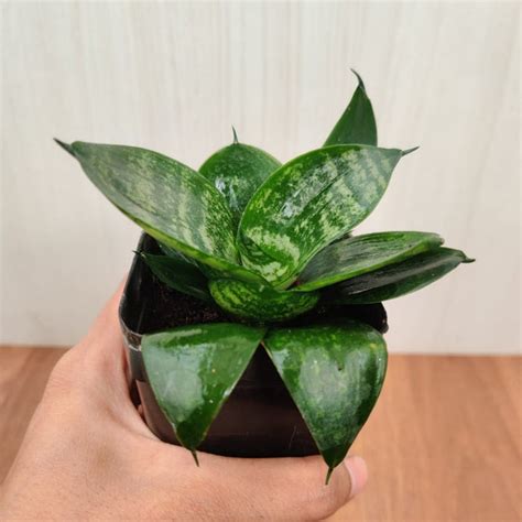 Sanseveria Green Plant – ChhajedGarden.com