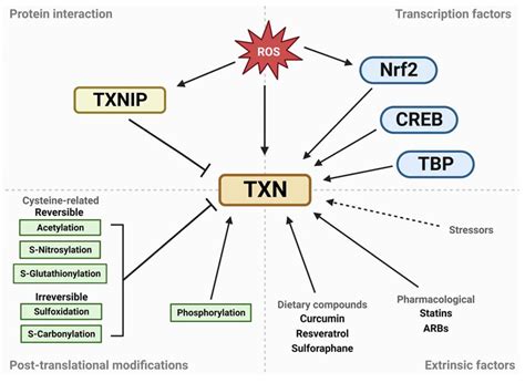 Evolutionarily Conserved Role of Thioredoxin Systems in Determining ...