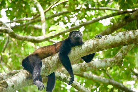 CUBANITA TOURS COSTA RICA - All You Need to Know BEFORE You Go (with ...