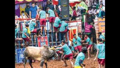 Politics taking away cultural flavour of jallikattu, say villagers ...