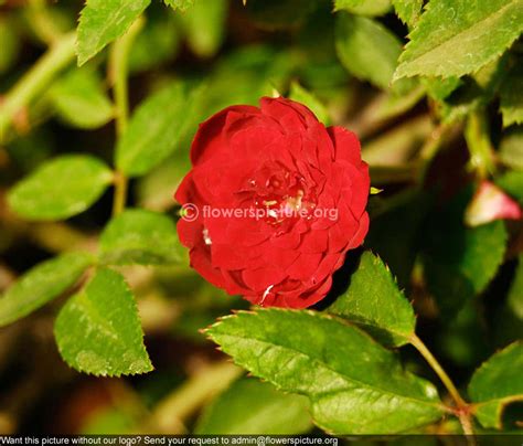 Paneer Rose Banglore Flower Show Jan 2013