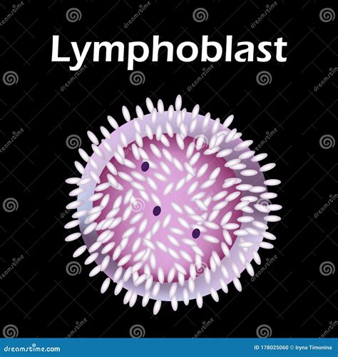 Image result for Lymphocytes Cell Labeled