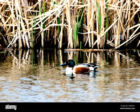 Mating ducks hi-res stock photography and images - Alamy