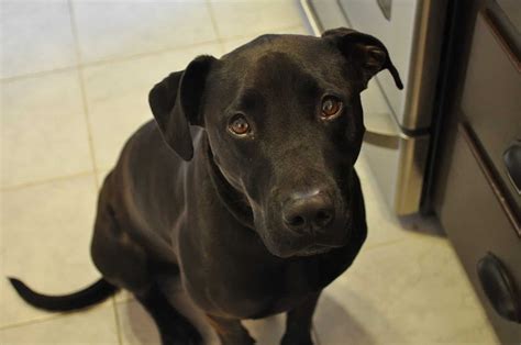 Great Dane Black Lab Pitbull Mix