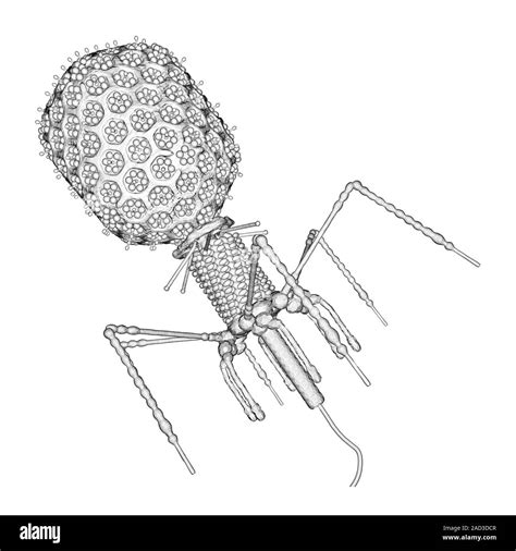 This image may not be used in educational posters Bacteriophage T4 ...