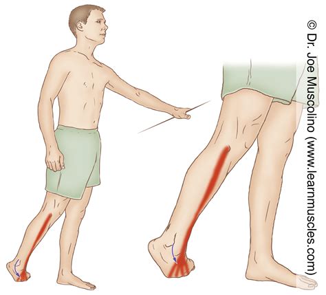 Extensor Digitorum Longus Stretch Exercises For Extensor Digitorum